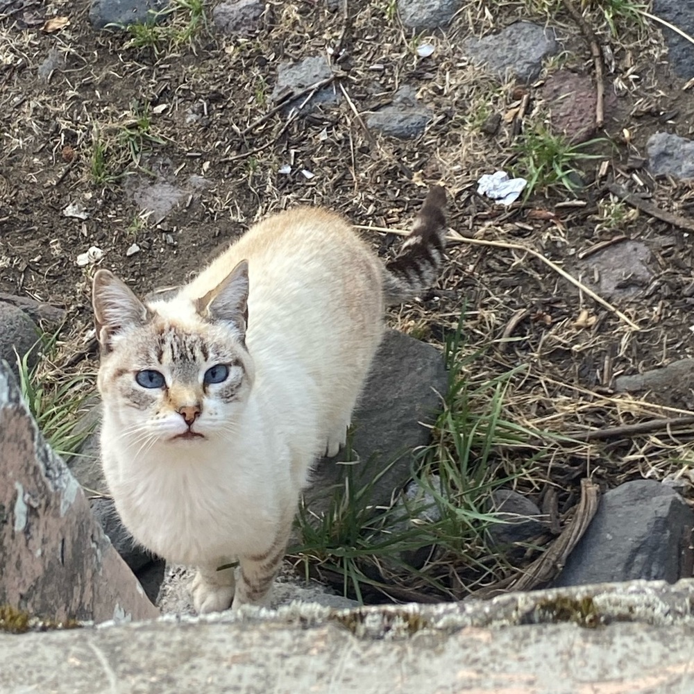 Presley; Pres; P-Rat; Presmeister; Presseroni; Presselsprout.